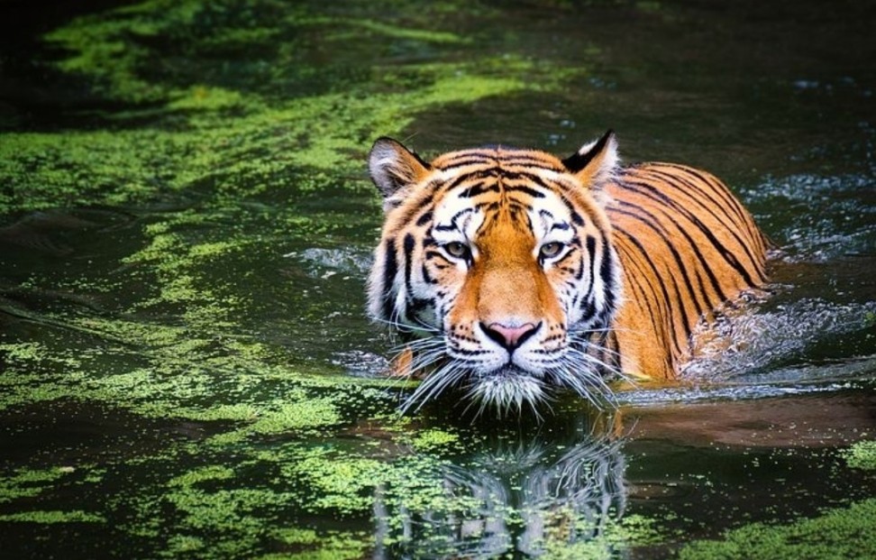 Essay on Tiger in English for Students 2023 / National Animal - Jobs Digit